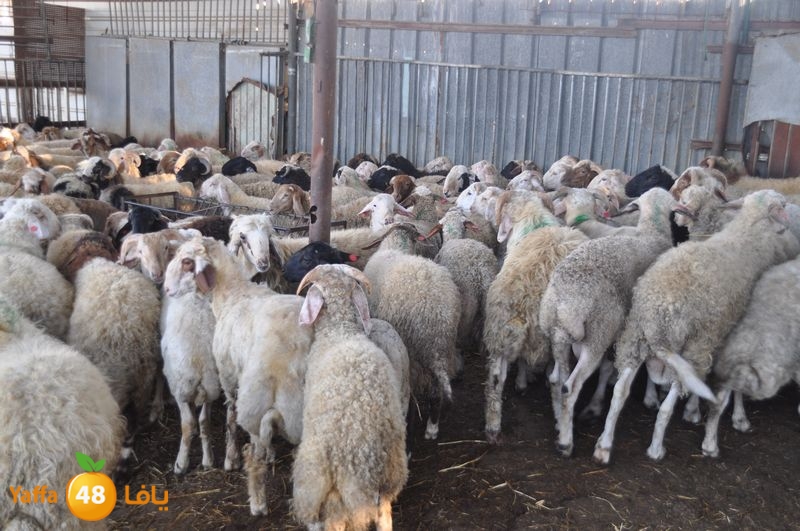 mal7ama lud 929 (21).JPG